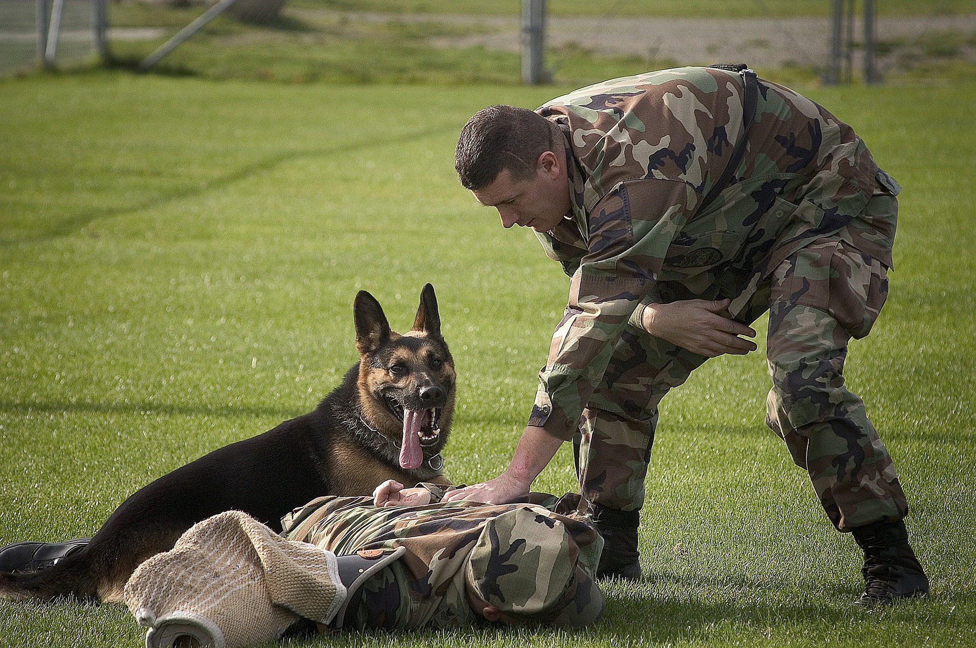 dog-81261_1920.jpg