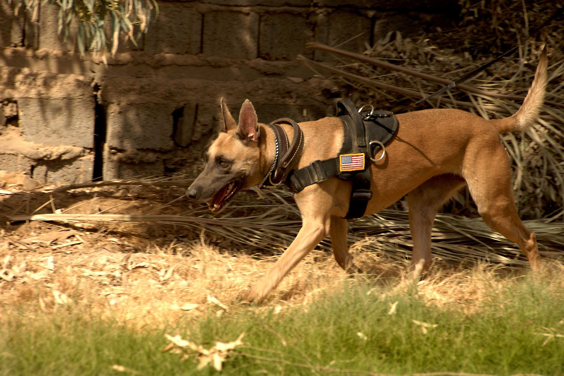 Gallery — Law Dog Kastle